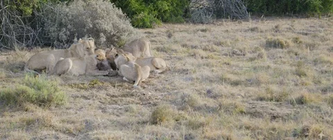 Pride of lions eating a wild hog in the African savanna Stock Footage 106290929