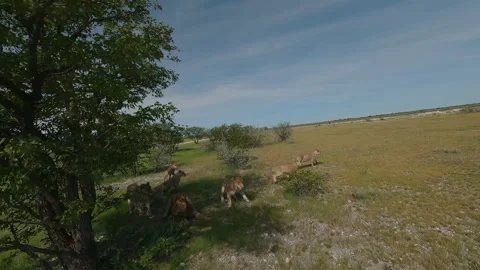 Pride of lions on the field Stock Footage 297354133
