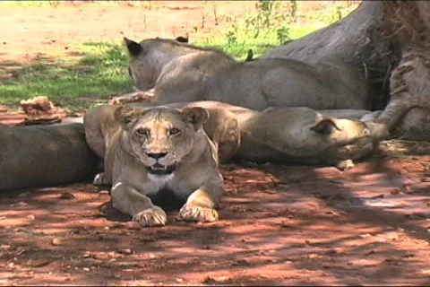 Pride of lions Vídeo Stock 96746