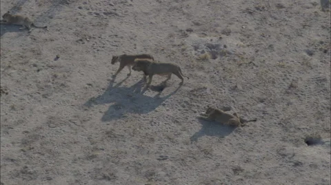 Pride Lions Video stock 44672619