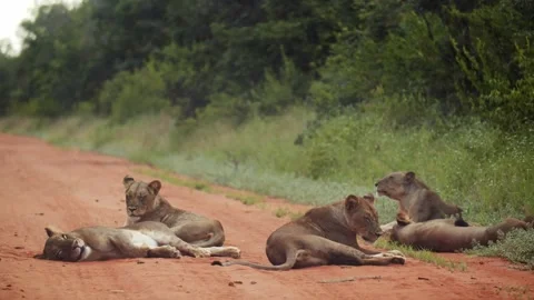 Pride of lions Видео 261379856