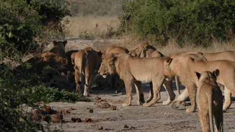 Pride of lions growling at each other Stock Footage 314234465