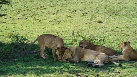A Pride of Lions Having Fun Playing Joyfully in the Expansive Serengeti Stock Photos