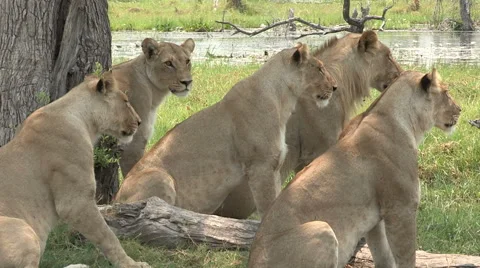 Pride of lions looking attentively at prey Stock Footage 46374472