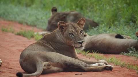 Pride of lions lying on road Видео 261384867