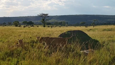 Pride of Lions in Maasai Mara, Kenya, Af... | Stock Video | Pond5