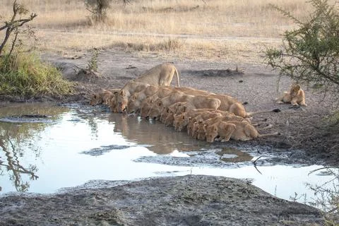 A pride of lions, Panthera leo, bend down and drink from a waterhole in a lin Stock Photos