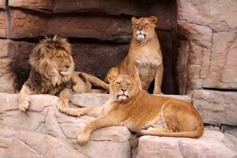 Pride of lions Stock Photos