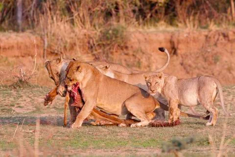 Pride of lions Stock Photos