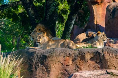 Pride of Lions Stock Photos