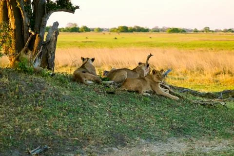 Pride of Lions Stock Photos