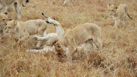 Pride Of Lions Playing Around On The Grass Stock Footage 236957796