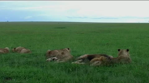 Pride of Lions resting Video stock 12422750