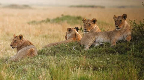 Pride of lions resting in grass, Masai Mara National Park, Kenya Stock Footage
