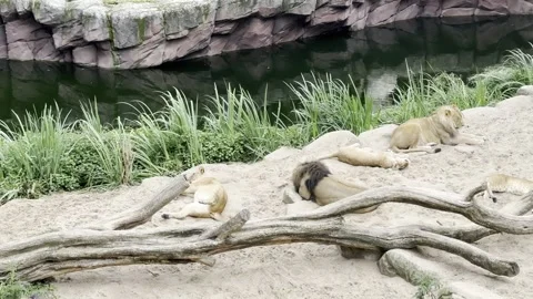 A pride of lions resting peacefully on sandy ground by a water feature in a.. Stock Footage 341120627