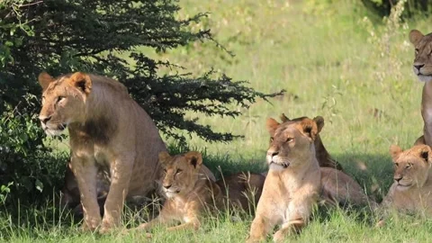 A pride of lions resting in the shade of a tree in the african savanna Vidéo 334353732