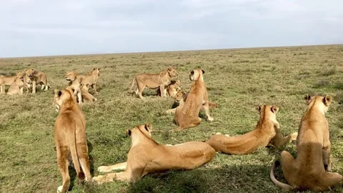 A pride of lions resting in the vast grassy plains of the serengeti 库存影片 335049689