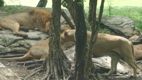 A pride of lions on rocks Stock Footage 219778620
