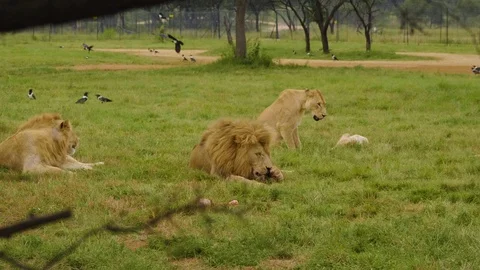 Pride of lions in the Savannah Stock Footage 101020676