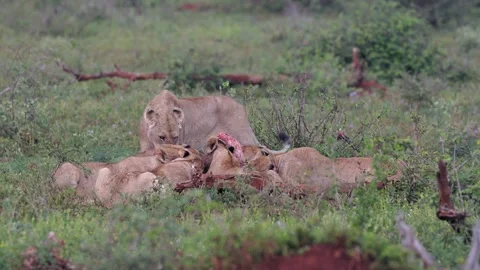 Pride of lions scramble to quickly eat recently killed prey on savanna Stock Footage 336659592