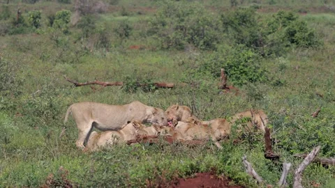 Pride of lions scrap while feeding on recent antelope kill on savanna Stock Footage 335431177