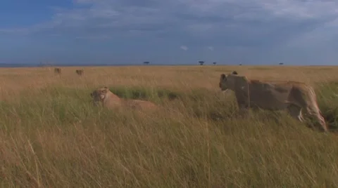 Pride of Lions Sequence 1 of 5 Stock Footage 8649394