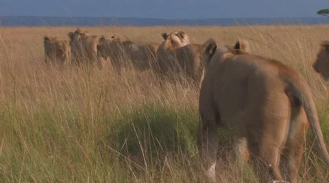 Pride of Lions Sequence 2 of 5 Stock Footage 8649647