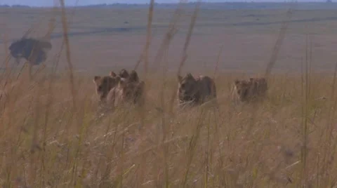 Pride of Lions Sequence 3 of 5 Stock Footage 8650121