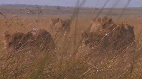 Pride of Lions Sequence 4 of 5 Stock Footage