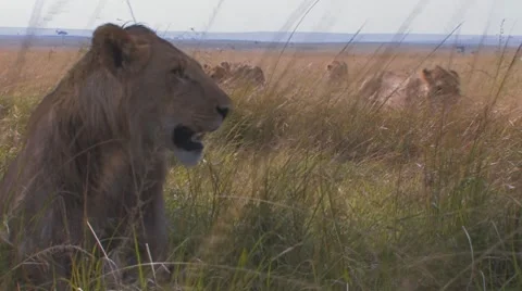 Pride of Lions Sequence 5 of 5 Stock Footage 8649726