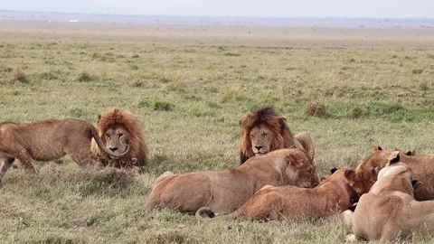 Pride of lions sharing territorial meal, devouring prey with powerful jaws Stock Footage 314623455