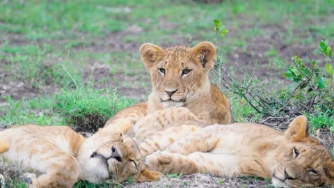 Pride Of Lions Sleeping Stock Footage 305124641