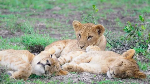 Pride Of Lions Sleeping Stock Footage 305124648