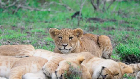 Pride Of Lions Sleeping Stock Footage 305124689