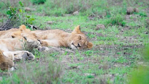 Pride Of Lions Sleeping Stock Footage 305124703