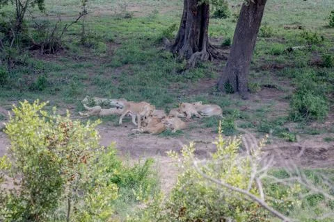Pride of Lions sleeping under a tree. Stock Photos
