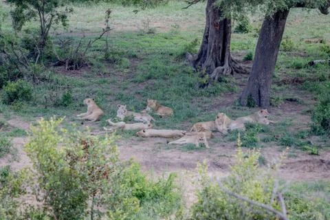 Pride of Lions sleeping under a tree. Stock Photos