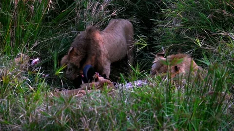 Pride of lions in tall grass devouring a large buffalo.  Horns are visible Stock Footage 223109982