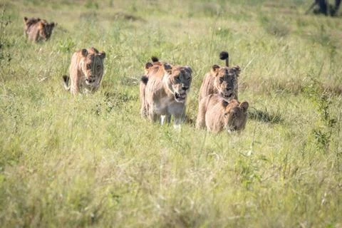 Pride of Lions walking in the grass. Stock Photos