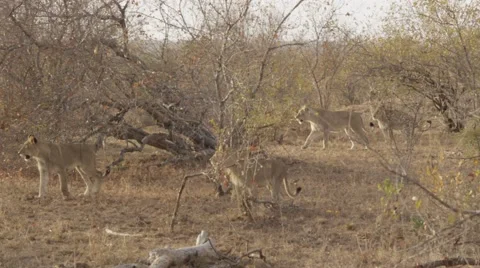 Pride of Lions Walking Through Bush Stock-Footage 55659311