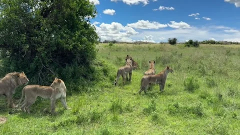 A pride of lions walking through the lush green savanna in kenya Stockbeeldmateriaal 334353565