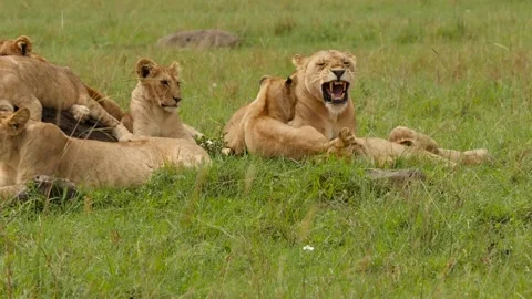 Pride of lions with young cubs Stock Footage 132839461