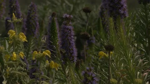 Pride of Madeira - echium candicans and yellow flowers Stock Footage 10900477