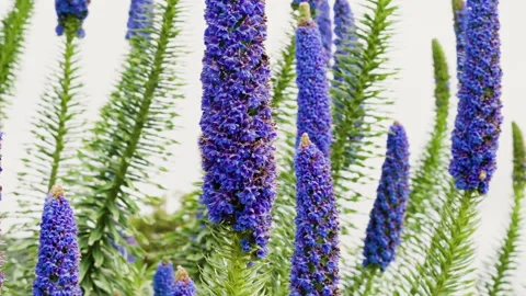 Pride of Madeira ( Echium candicans ),  Stock Footage 261972154