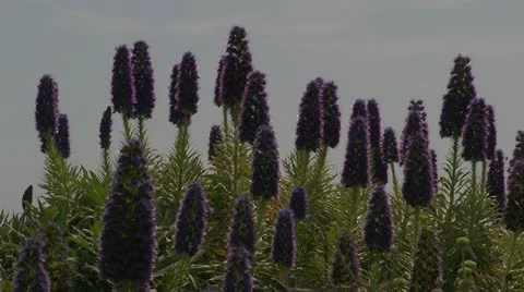 Pride of Madeira - Echium candicans medium shot Stock Footage 10900582