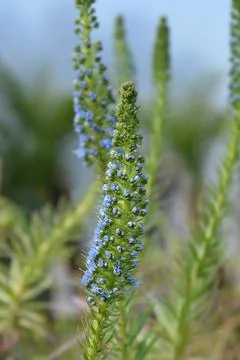 Pride of Madeira Stock Photos