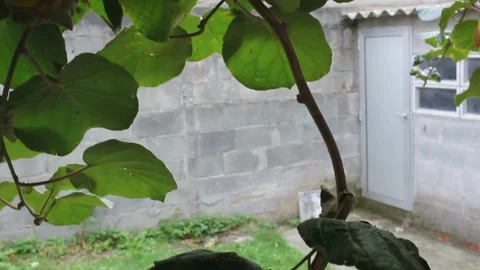 The pride of owning an old kiwi tree Stock Footage 219237864