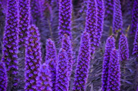 Pride of Padeira Stock Photos