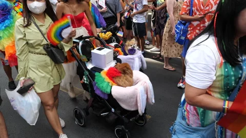 Pride Parade Pets 動画素材 242984412