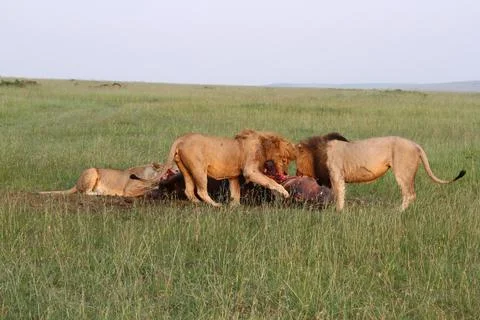 Pride of two lions an two lionesses feasting o a dead buffalo Stock Photos